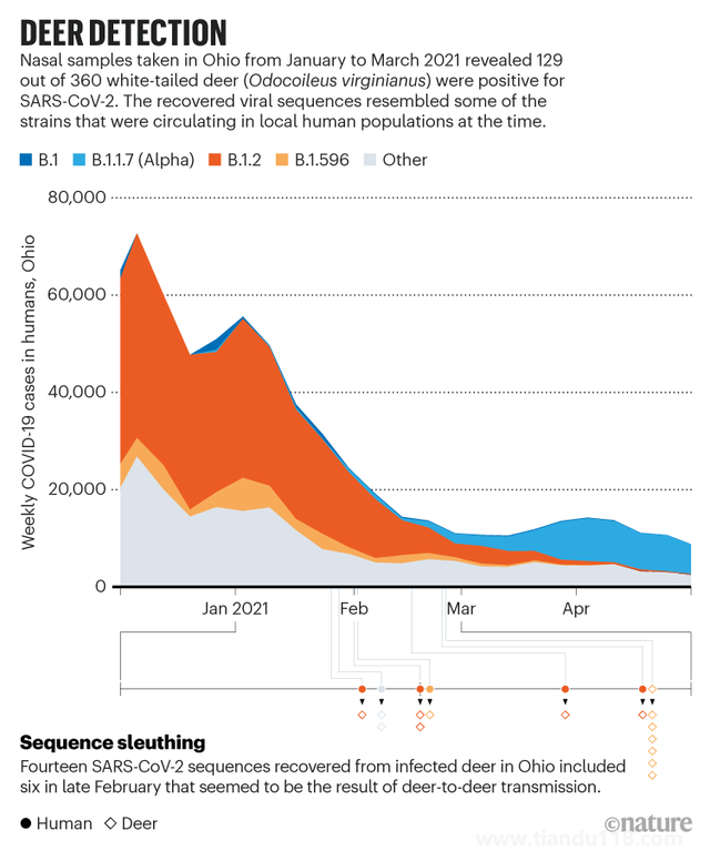 新冠在北美鹿群传播 意味着什么 是否会重新传染人(图2)