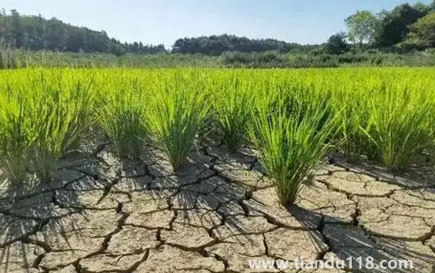 2022年为什么干旱地区多2