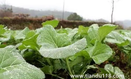 小雪节气能不能种油菜3